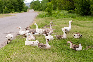 Flock of geese on the grass near the road