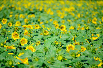 Close-up of sun flowers