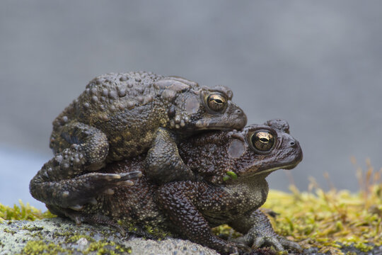 Two frogs mating, sitting on a boulder.