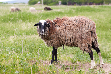 Obraz premium Sheep with dirty wool grazing in a meadow
