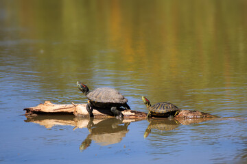 Fototapeta premium Turtles on a Log