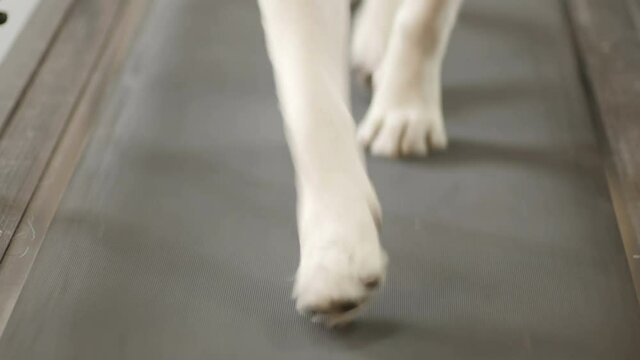 Running paws of golden labrador