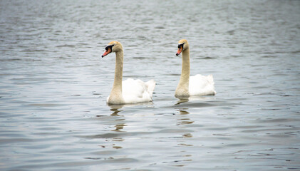 Obraz premium Swans swimming