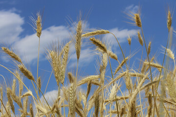 Obraz premium Ears of wheat