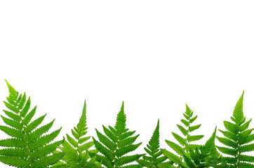 Fern leaves and white background, Green leaves, for isolate the background