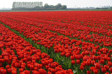 Field of red tulips
