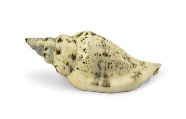 Sea shell