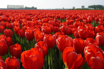 Champ de tulipes rouges