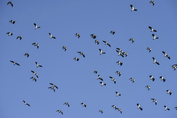 Flock of migratory lapwing birds in clear Winter sky