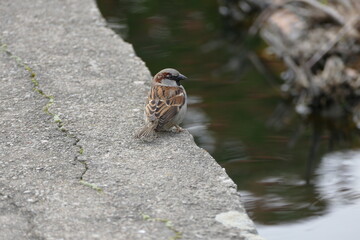 Sparrow by the creek
