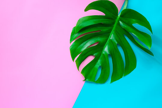 Fashion background with Monstera leaf
