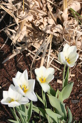 Wei&szlig;e Tulpen im Garten