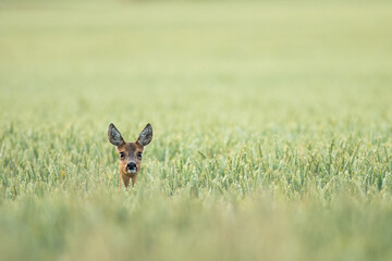 chevreuil © Wildpix imagery