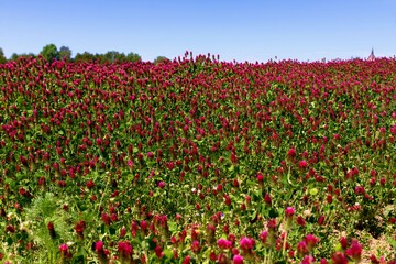 Blossoming red clover field.