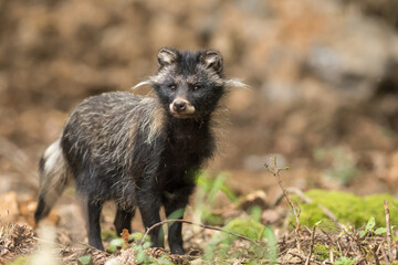 Chien viverrin, Nyctereutes procyonoides.