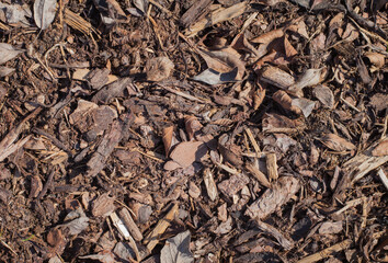 Texture / background of dry wood bark