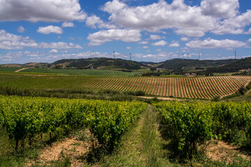 Fototapeta na wymiar Vine fields in Torres Vedras Portugal.