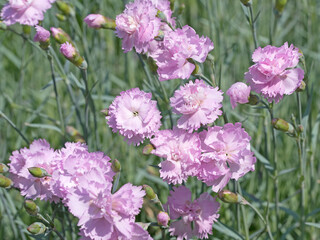 Nelken, Dianthus