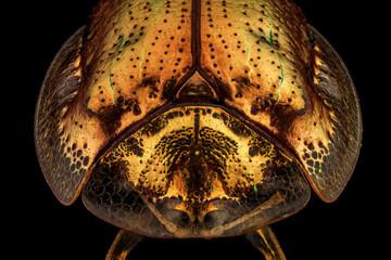 Obraz premium Frontal view of a golden tortoise beetle.The golden tortoise beetle is a species of beetle in the leaf beetle family, native to the Americas