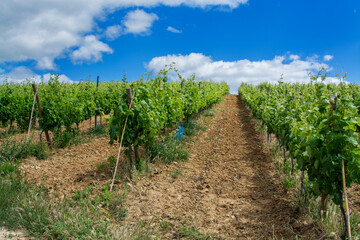 Fototapeta na wymiar vine field in Torres Vedras Portugal.