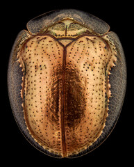 Fototapeta premium Top view of a golden tortoise beetle.The golden tortoise beetle is a species of beetle in the leaf beetle family, native to the Americas