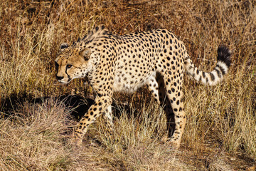 Namibia - Gepard beim Game Drive © rudiernst