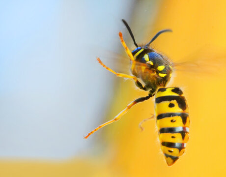 The Wasp - Vespula Germanica flying from a window. A wasp’s stinger contains venom that’s transmitted to humans during a sting. Can cause significant pain, irritation and dangerous allergic reaction.