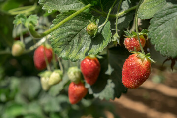 Growing organic sweet hydroponic Strawberries in greenhouse. Israel