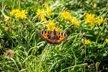 Beautiful butterfly  Aglais urticae