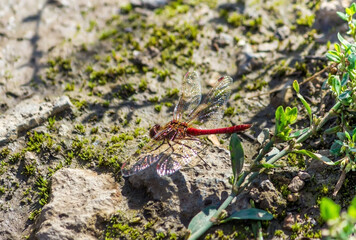 Dragonfly with transparent wings