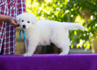 little puppy White Swiss Shepherd