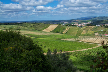 vine field in Torres Vedras Portugal.