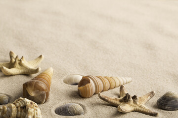 sea shells and star on a sandy beach. Clams, starfish and spiral seashell laying in the sand forming a frame and a background with copy space.