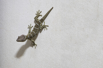 Gecko on the cement wall