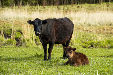 Mother cow next to her baby calf grazing on a meadow