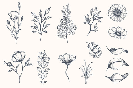 Vector collection of hand drawn plants. Botanical set of sketch flowers and branches