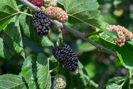 New mulberry, black and red mulberries on a branch