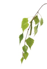 Birch tree catkin twig, betula pendula ament stem , young spring  leaves, isolated on white