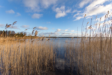 wisp grass and lake