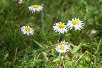 Photo of bellis flowers in a lawn seen obliquely from above © JGade