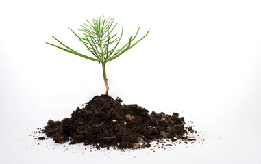Pequeño árbol de pino