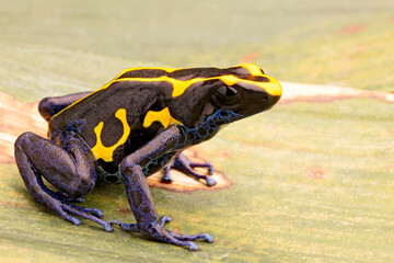 Deying poison dart frog, Dendrobates tinctorius, nominat or Kaw. A blue and yellow rain forest animal from the jungle of the Amazon..