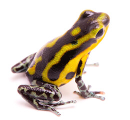 poisn arrow frog. Tropical poisonous rain forest animal, Oophaga pumilio isolated on a white background.