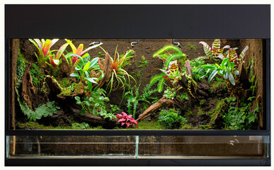 tropical rain forest terrarium or paludarium for rainforest animals like poison dart or tree frogs. - 157316947