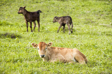Naklejka na ściany i meble A small calf lies on a meadow on the back of other calves