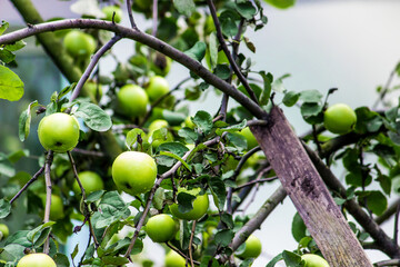 Llarge ripe green apples