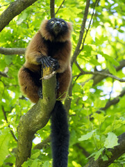 Red ruffed lemur, Varecia rubra, feed the buds of a tree