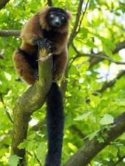 Red ruffed lemur, Varecia rubra, feed the buds of a tree
