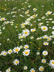 Ox Eye Daisies in a meadow of long grass in summer