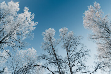 Winter trees